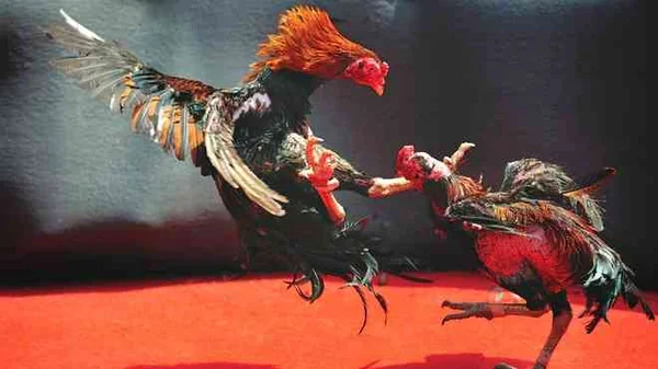 Tổng quan sân chơi đá gà Gi8 với giao diện theo dõi trận đấu trực tuyến