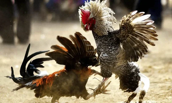 Thuật ngữ thông dụng trong đá gà Gi8 dành cho người mới
