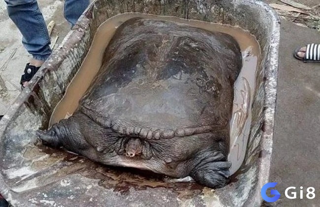 Ngủ mơ ba ba bò trên cát thường mang tính chất khích lệ