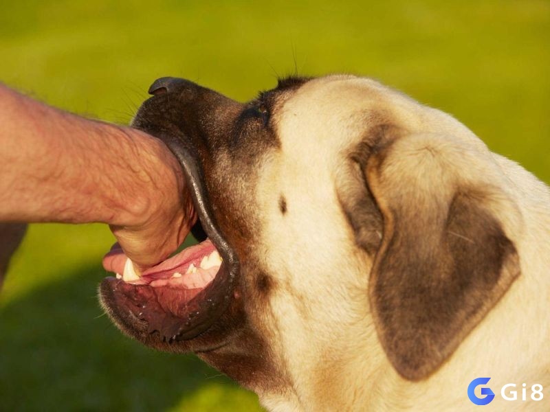 Giải mã giấc mơ bị chó cắn giúp tiên đoán tương lai