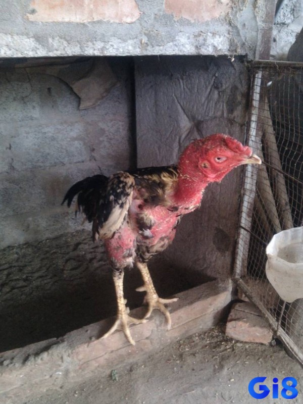 Cách chữa gà chọi bị sưng phù mặt là hãy tiêm Norfloxacin vào bắp hoặc dưới da liên tục trong 5 ngày
