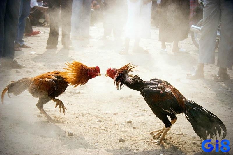 Luật chơi quy định chiến kê thi đấu cần có thể trạng tương đương