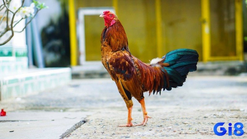 Chiến kê được cân để phân hạng trước khi tham gia trận đấu