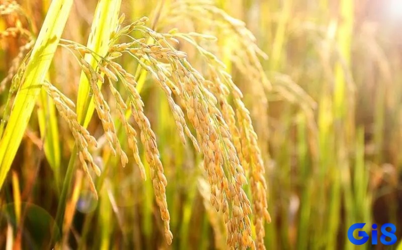 Giấc mơ thấy lúa chín vàng báo hiệu sự thịnh vượng, hạnh phúc và may mắn đang đến
