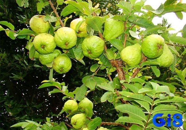 Mơ thấy hái ổi giúp có được bộ số đề may mắn trúng lớn