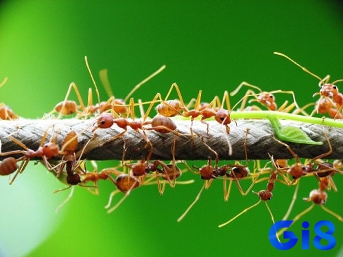 Mộng thấy kiến vàng đang dời tổ là điềm tích cực