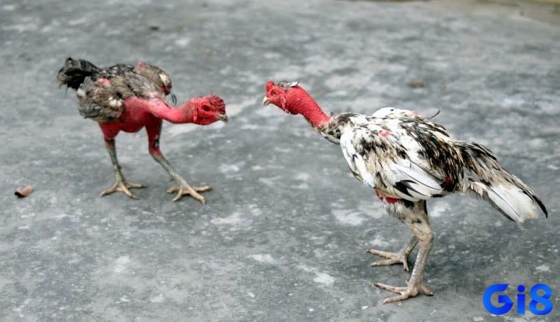 Gà nòi Việt Nam là giống gà phổ biến với ngoại hình săn chắn và mạnh khoẻ
