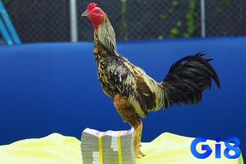 Gà chọi Thái là giống gà có thân hình nổi bật với tốc độ cực nhanh