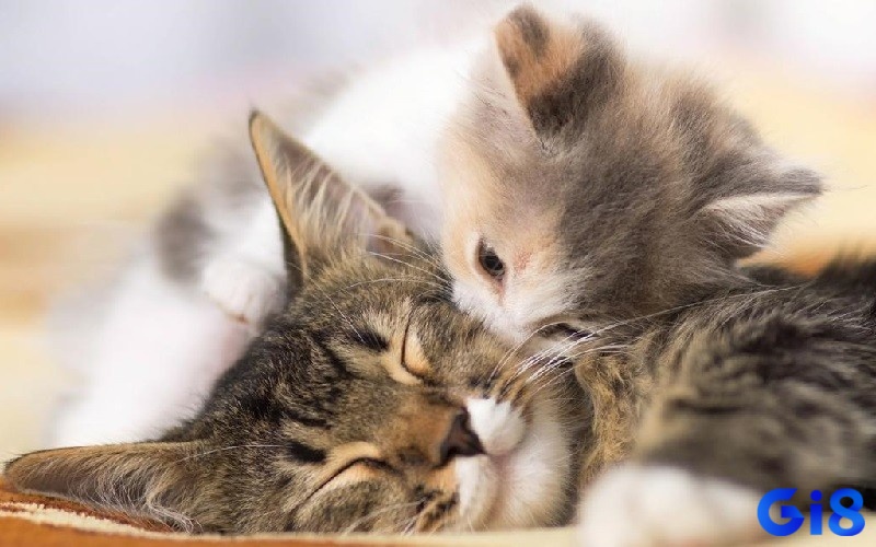 Mơ mèo con liên quan đến khao khát được chăm sóc