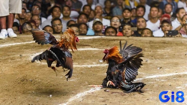 Gà đá Philippines có thân hình vạm vỡ, lông ôm sát cơ thể với nhiều màu như đỏ, xám, đen và vàng.