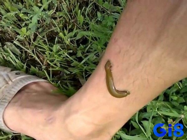 Nếu giải mã giấc mơ đỉa bám vào chân thì đánh số mấy?