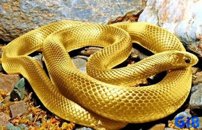 Giải mã giấc mơ thấy con rắn màu vàng có 2 cách như trên, bạn nhớ chú ý nhé