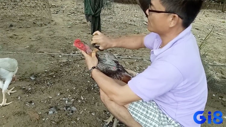 Cách cắt lông gà chọi gọn gàng không chỉ làm đẹp ngoại hình mà còn giúp chiến kê tự tin và oai phong hơn trên sàn đấu.