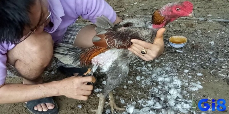 Thực hiện cách cắt lông gà chọi gọn gàng ở bụng, hậu môn và đuôi giúp gà giữ vệ sinh, cân bằng tốt và tăng sự dẻo dai.