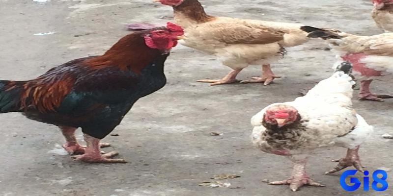 Gà móng cổ có nguồn gốc lâu đời tại các vùng nông thôn của Hà Nam