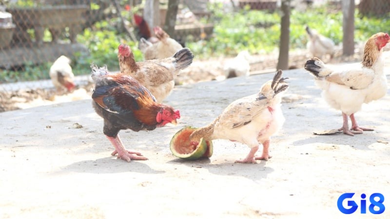 Phân tích phong độ của các chiến kê giúp bạn dễ nhận định về chúng hơn