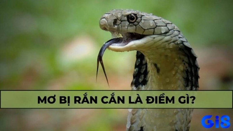 Giải mã giấc mơ rắn cắn và luận ra điềm báo tương lai đi kèm