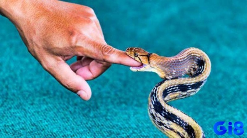 Nằm mơ rắn cắn mình cho thấy sự thuận lợi trong công việc
