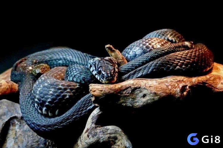 Giấc mơ về rắn thường khơi dậy những cảm xúc mãnh liệt và khiến con người suy ngẫm về những điều ẩn sâu trong tiềm thức.
