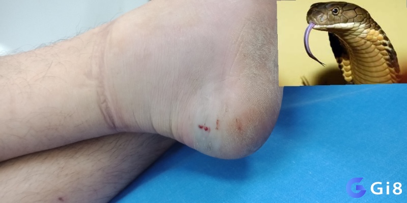 Mỗi biến thể của nằm mơ thấy rắn cắn vào chân đánh con gì mang đến một “thông điệp số” riêng theo quan niệm truyền thống.