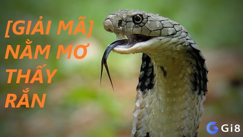 Những thắc mắc thường gặp xoay quanh việc giải mã giấc mơ rắn phản ánh sự tò mò muôn thuở của con người với thế giới tiềm thức.