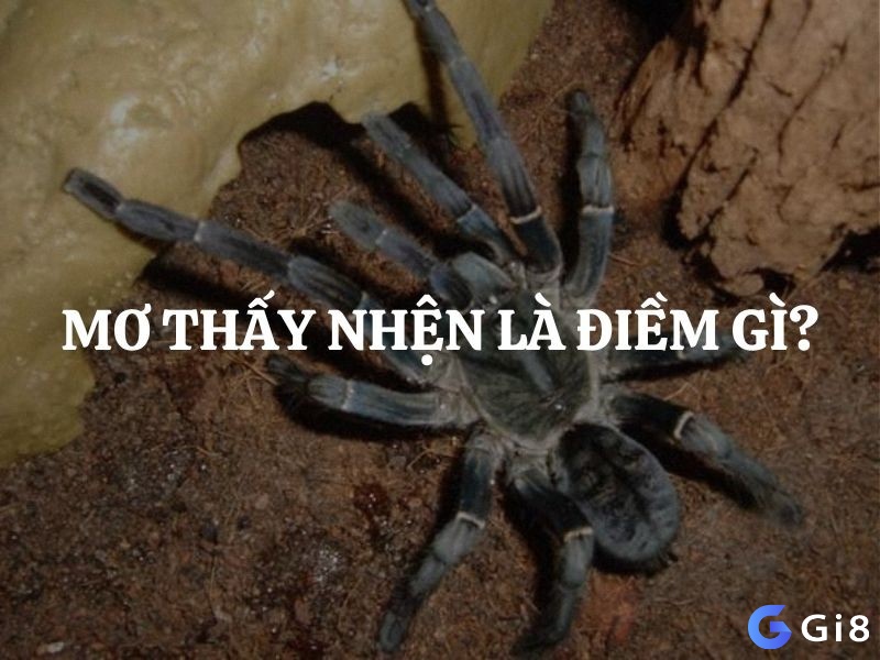 Tìm hiểu ngay giấc mơ thấy nhện theo bối cảnh mơ để giải mã trọn vẹn