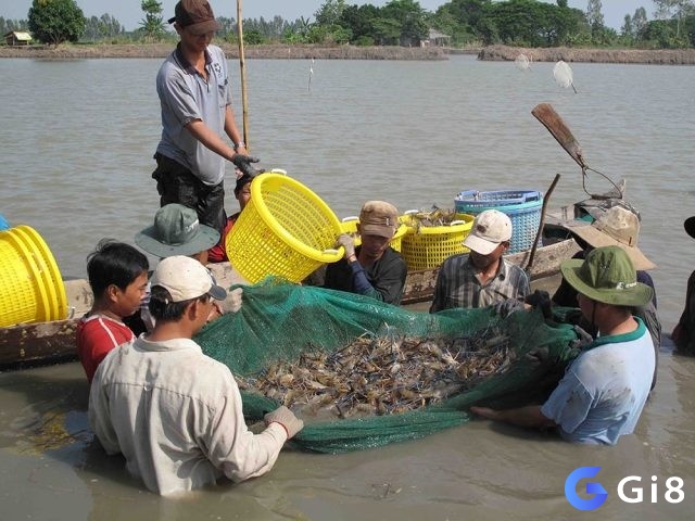 Giấc mơ thấy bắt được nhiều cá có ý nghĩa liên quan đến vận mệnh và tài lộc của bạn