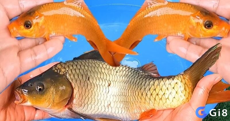 Giải mã giấc mơ bắt được nhiều cá cùng điềm báo và các con số may mắn liên quan